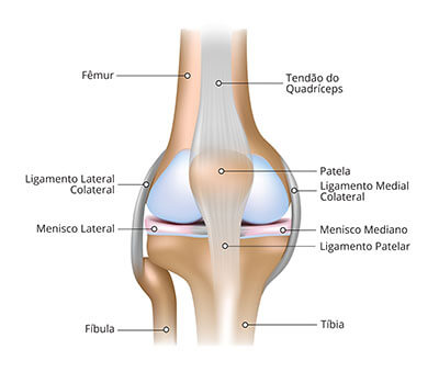 tendões posteriores do joelho